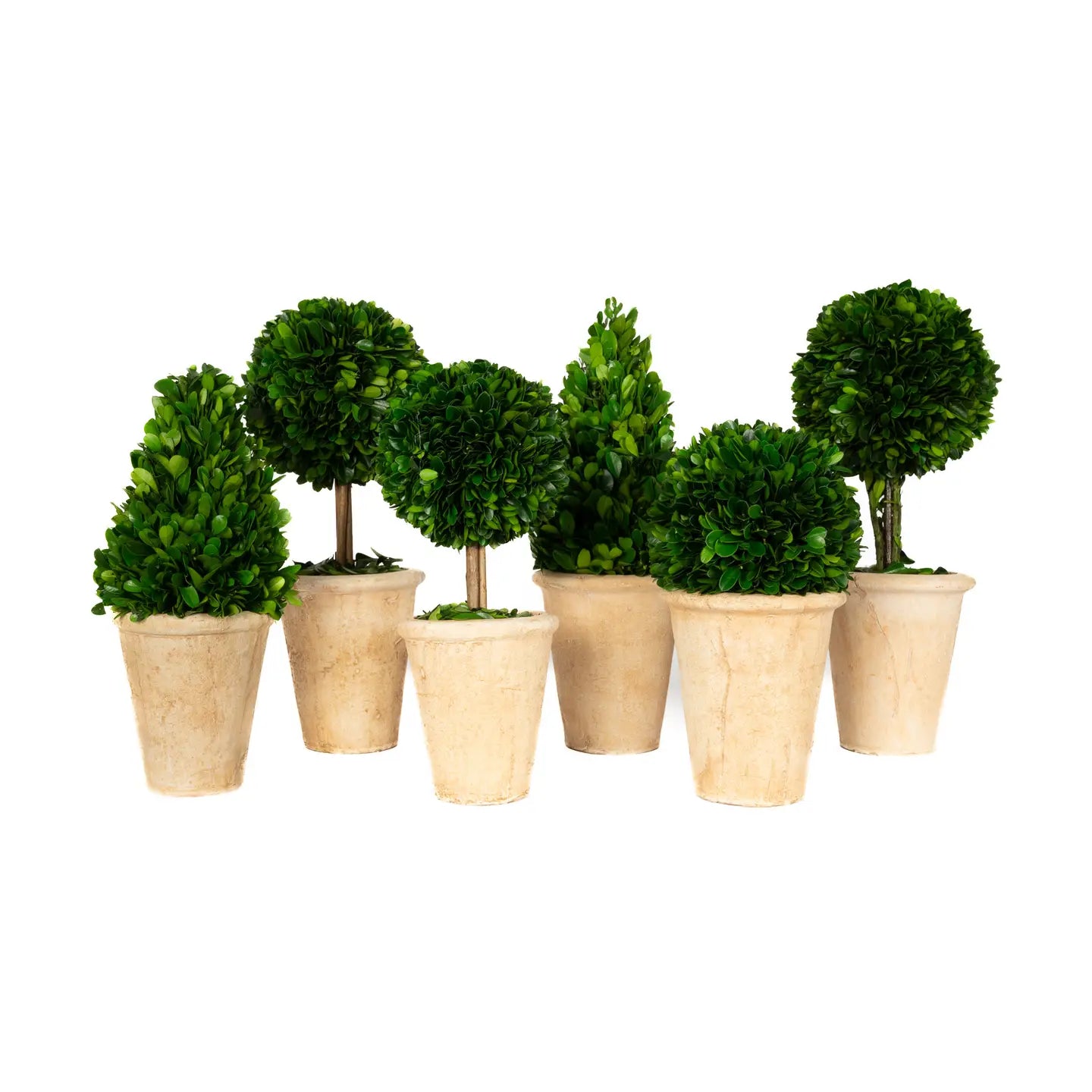 MF Preserved Boxwood Products