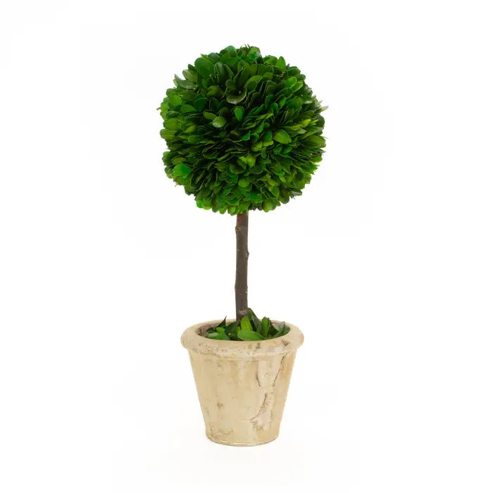 MF Preserved Boxwood Products