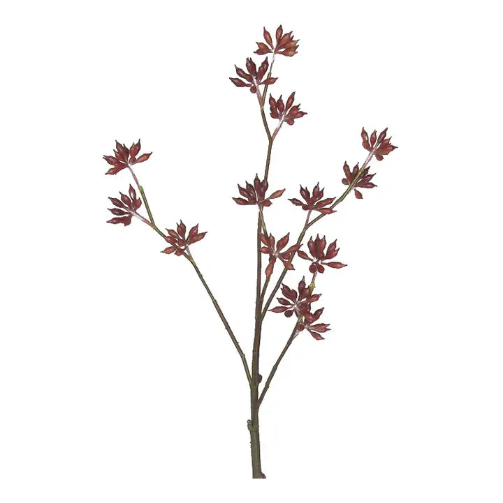 MF Preserved Boxwood Products