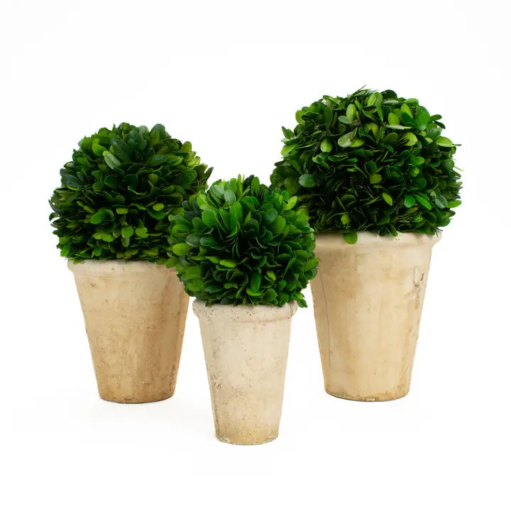 MF Preserved Boxwood Products